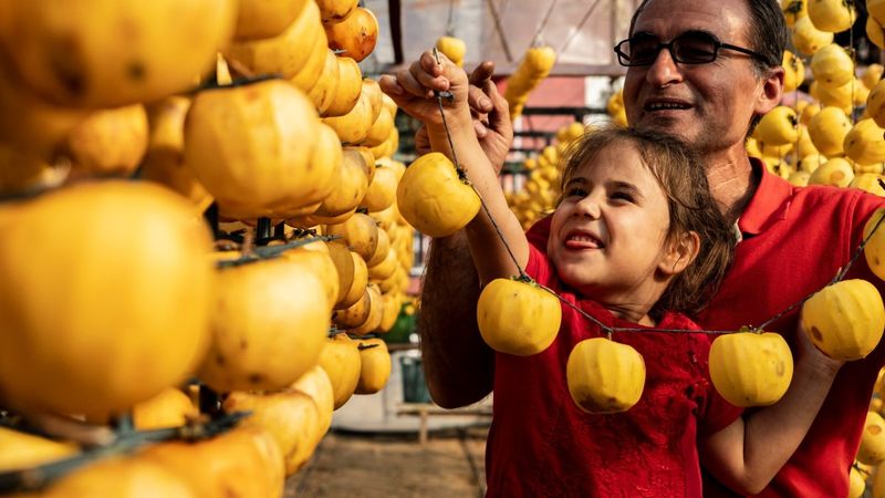 Cennet elması Manisa'da yeni geçim kaynağı oldu