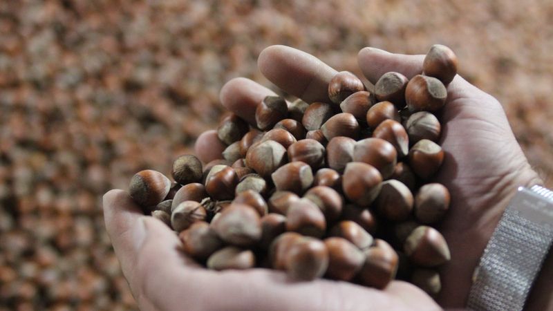 Fındık üretiminde ve ihracatında dünyada birinciyiz