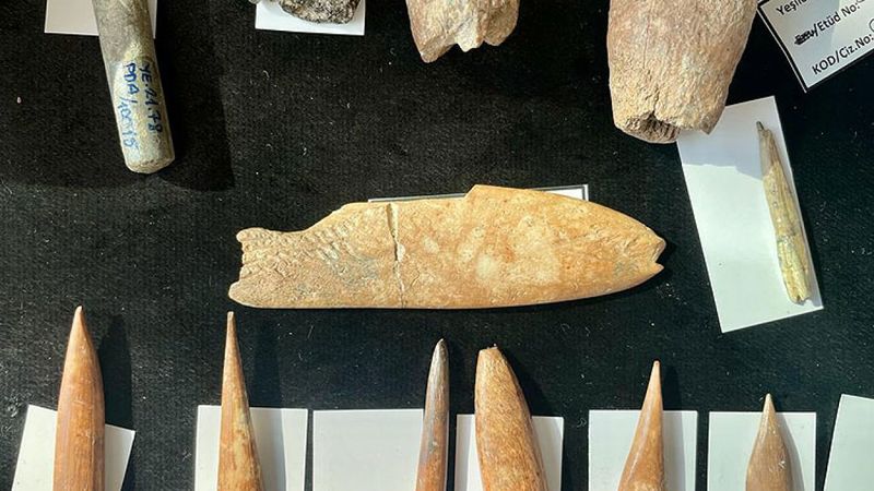 İzmir'de 8 bin yıl öncesine ait aslan ve panter kemikleri görüldü