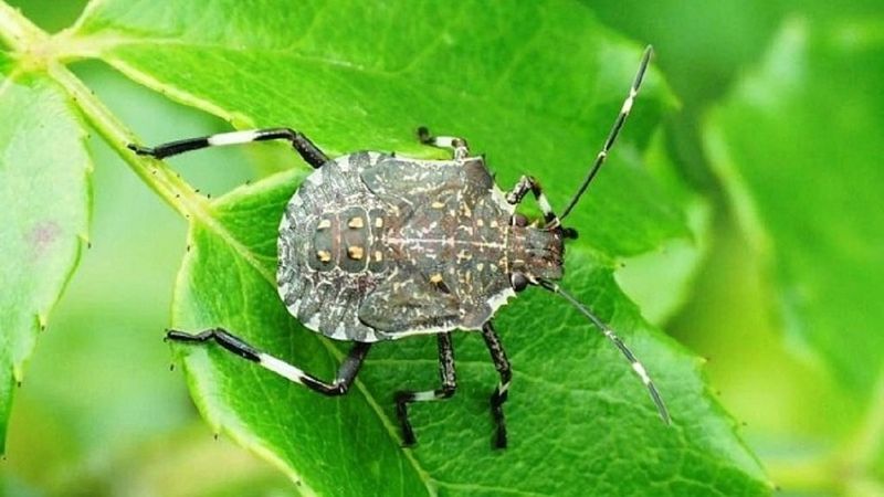 İstanbulluların başı dertte! Kokarca böceği nedir, nasıl mücadele edilir?