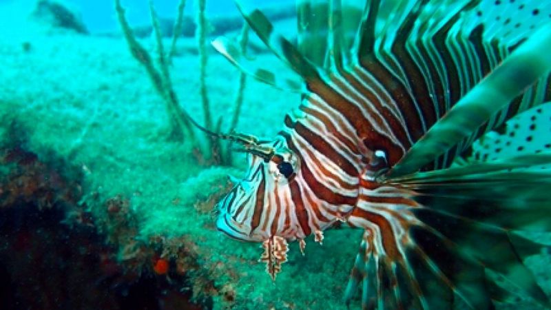 İstilacı aslan balığı Ege'de de yayılıyor