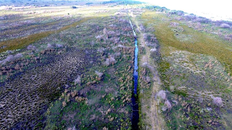 Kızılırmak Deltası, yangından bir yıl sonra yeniden yeşerdi