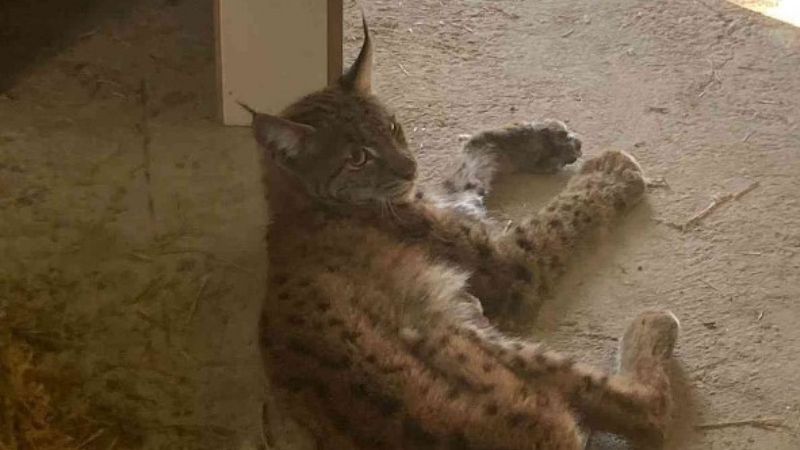 Afyonkarahisar'da bir hafta içerisinde 3 vaşak öldü