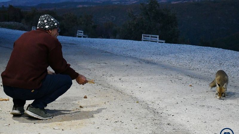 Manisa'da işletmesine gelen tilkileri elleriyle besliyor