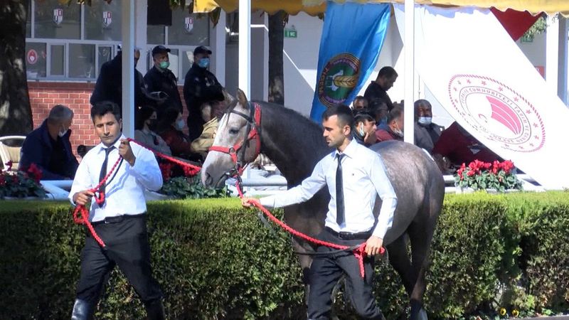 TİGEM’den rekor: 18 safkan Arap tayı 8 milyon 290 bin TL'ye satıldı