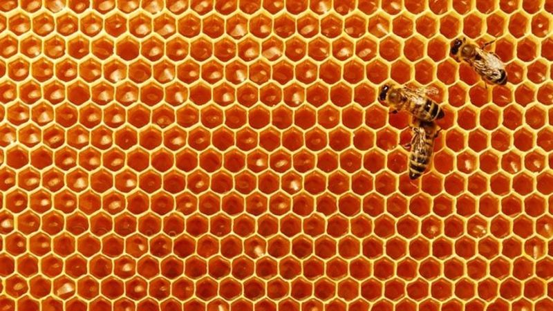 Kur'ân-ı Kerim'de adı geçen mucizevi besinler ve faydaları