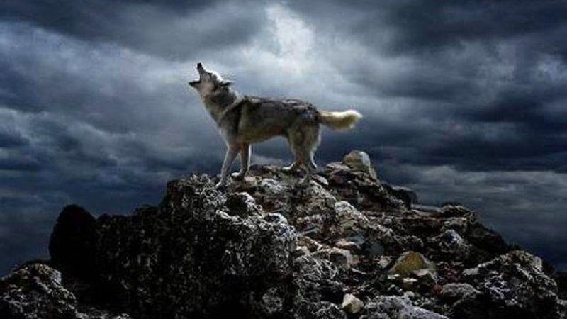 Osman Sınav'ın yeni dizisi Yalnız Kurt'ta sona yaklaşıldı! Hikayesiyle nefes kesecek