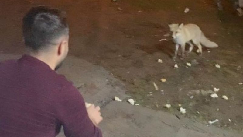 Karslı gençler adını 'Şükrü' koydukları tilkiyi elleriyle besliyor