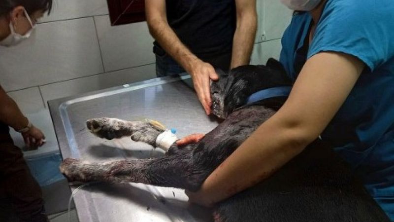 Muğla'da kendisine havlayan köpeğe öfkelenip ateş açtı