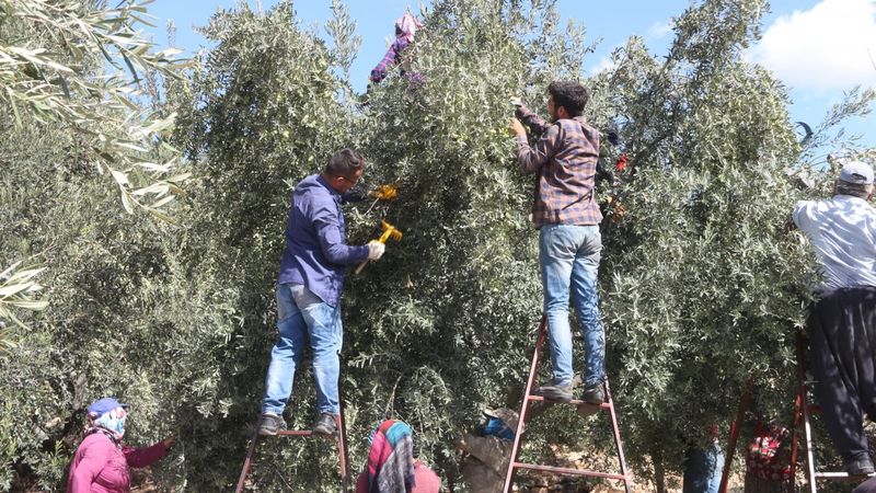 Mut zeytinyağı, Fransa ve Japonya’ya gönderiliyor