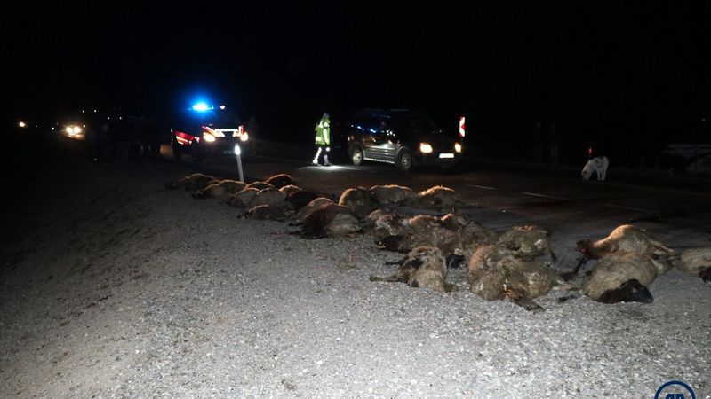 Kars'ta kamyonetin çarptığı 34 koyun telef oldu