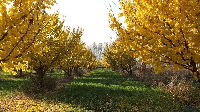 Ağrı Dağı eteklerindeki İrem Bağları'nda sonbahar güzelliği