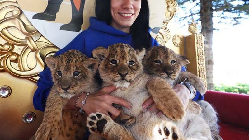 Ankara'da annelerinin sütü kestiği yavru aslanlara bakıcılar sahip çıktı