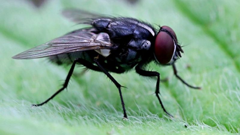 Zombi Mantarı, erkek sinekleri ölü dişilerle çiftleştiriyor