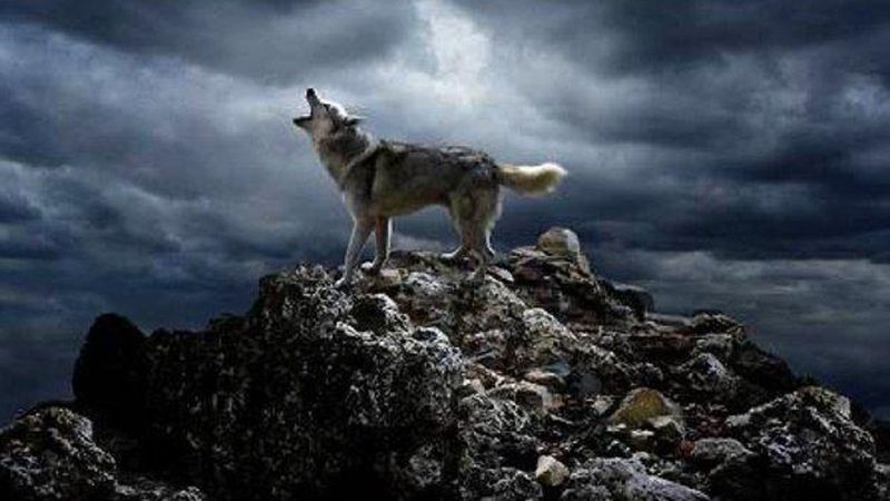 Osman Sınav'ın yeni dizisi Yalnız Kurt sete çıktı! EDHO'nun yerini dolduracak