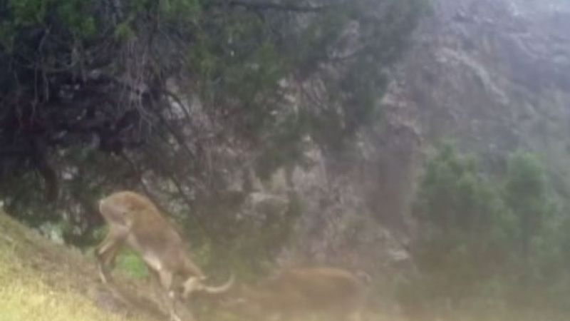 Artvin'de fotokapana iki ceylanın düellosu yansıdı