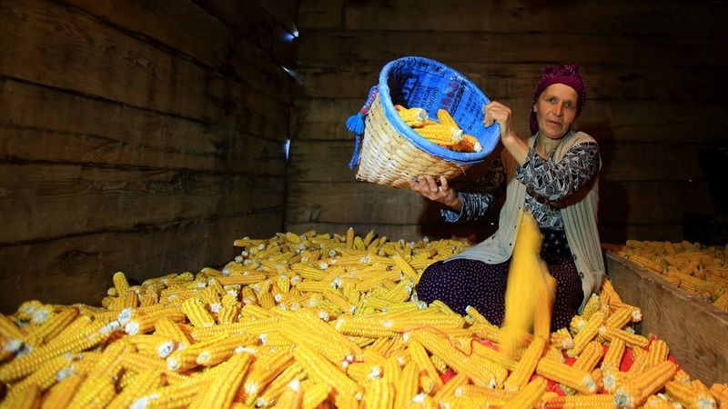 Karadenizli kadınların kış hazırlığı