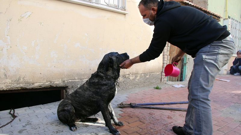 Uşak'ta yangında mahsur kalan köpeği itfaiye kurtardı