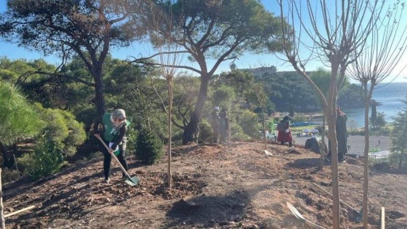 Heybeliada'ya 8 bin 900 fidan dikildi