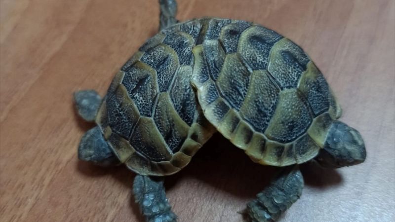 Pamukkale travertenlerinde siyam ikizi kaplumbağa bulundu