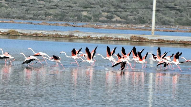Muğla Tuzla Sulak Alanı'na binlerce flamingo geldi