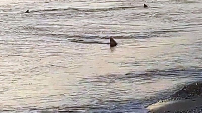 Muğla'da kıyıya 3 metre mesafede köpek balıkları görüntülendi