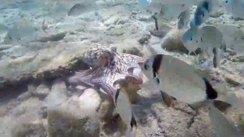 Muğla'da ahtapotun balıklarla ekmek kavgası