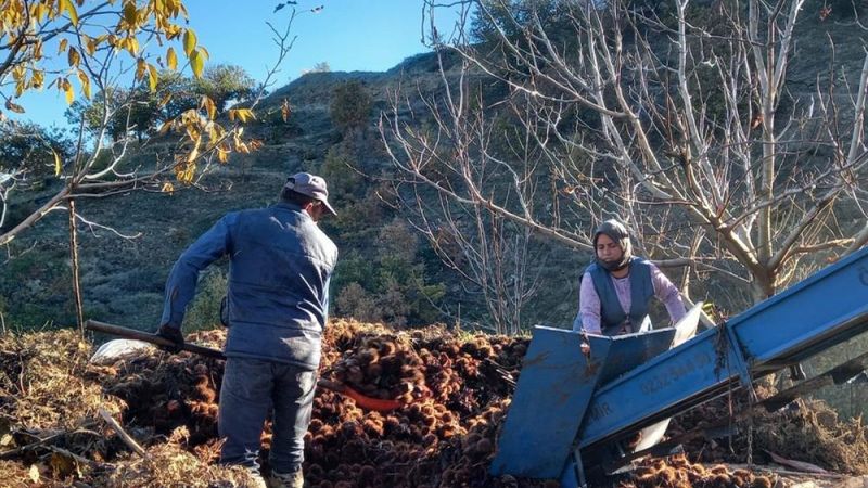 Aydın ve İzmir'de kestaneler kuyulardan çıkarılmaya başlandı