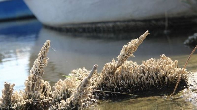 Bafa Gölü’nü Avustralya tüp kurtları istila etti