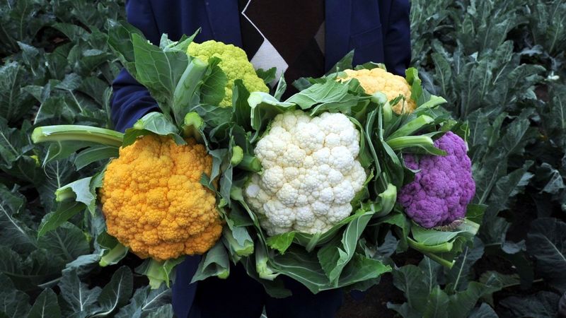 Samsun'da karnabaharlar renklendi