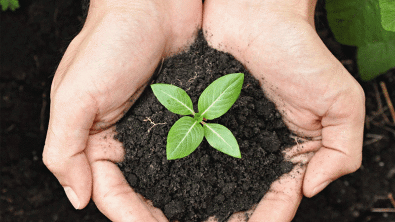'Öğretmenim İçin Bir Fidan' bağışı ne kadar, nasıl yapılır? Fidan bağışı katılım ekranı...