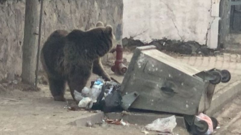 Kars'ta aç kalan yavru ayı ilçe merkezine indi