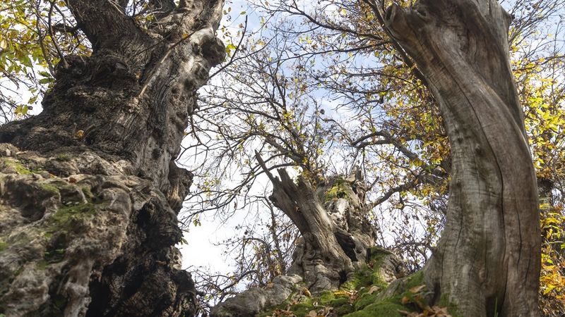 İtalya'da 3 bin yıllık kestane ağacı