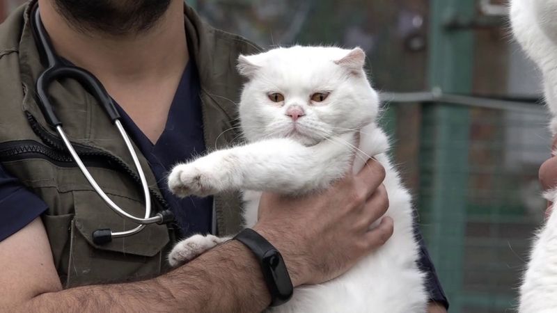 İstanbul’da boşanan çift kedileri paylaşamadı, barınağa bıraktı