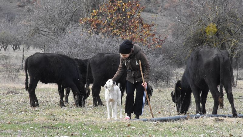 Liseli satranç şampiyonu Melek, hayvancılıkla uğraşan ailesine de destek oluyor