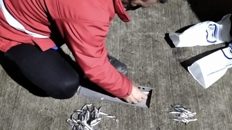 Trabzon'da 20 ton hamsiye el konuldu