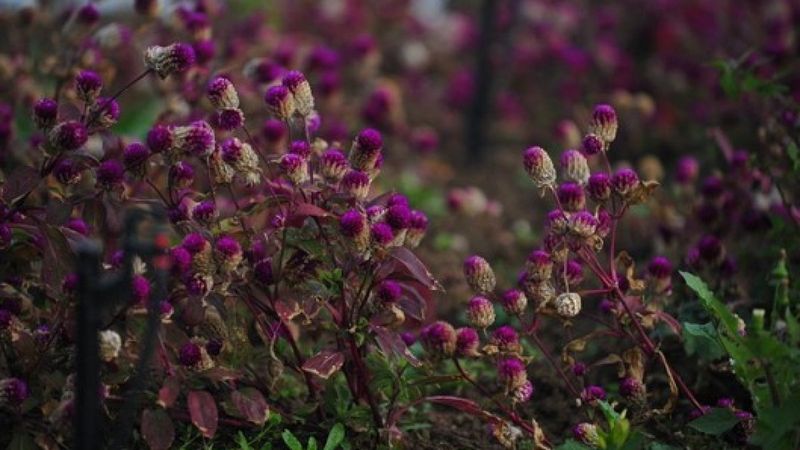 Yalova'da 81 ilden 236 aromatik bitki, tek bahçede yetiştiriliyor