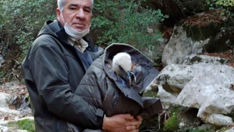 Osmaniye'de bir görevli, bitkin halde bulduğu akbabayı kurtardı