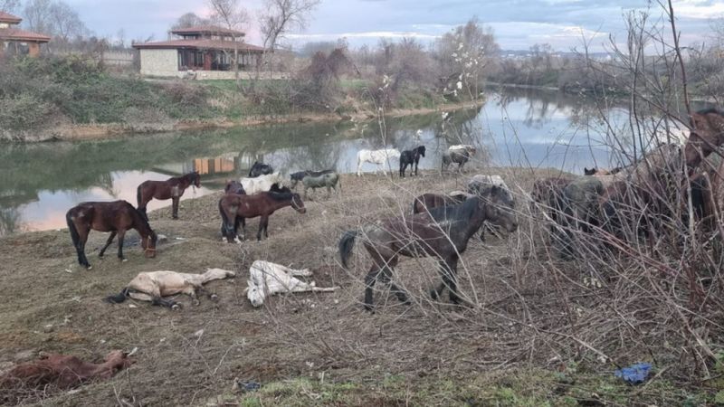 Sakarya'da kesilmek üzere farklı illerden getirilen 40 at kurtarıldı