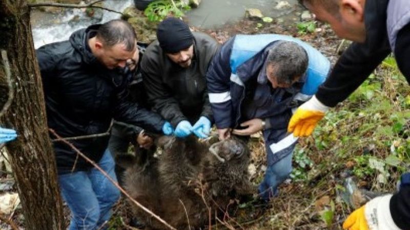 Bursa'da dere yatağına düşen yavru ayı kurtarıldı