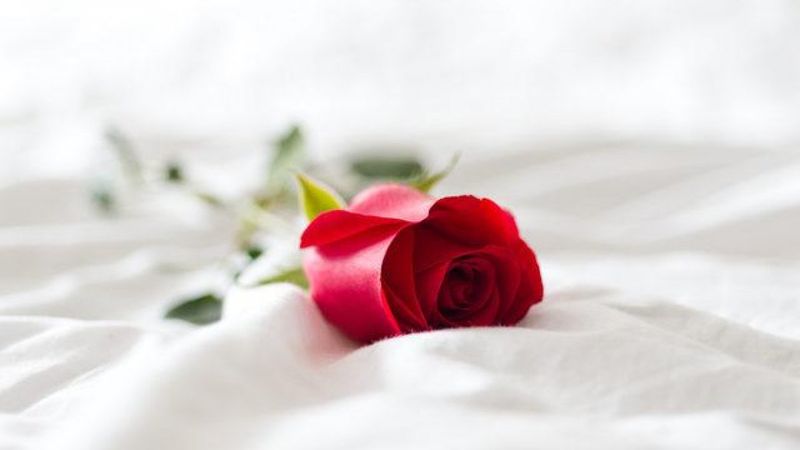 Yatak odanızda gül yaprağı kullanın, cinsel gücünüzü artırın