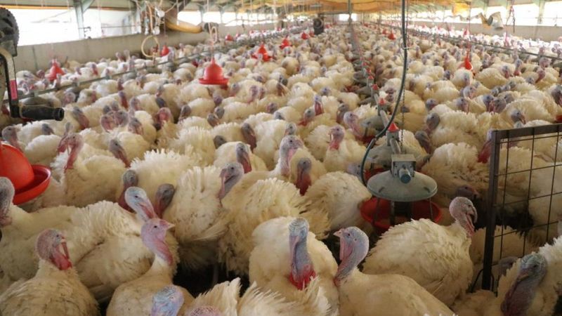 Yılbaşı hindileri satışa hazırlanıyor