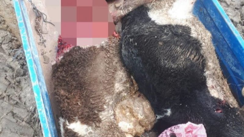 Tekirdağ'da aç kalan kurtlar, 2 hayvanı telef etti