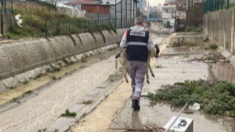 Ataşehir'de dereye düşen 6 köpek kurtarıldı