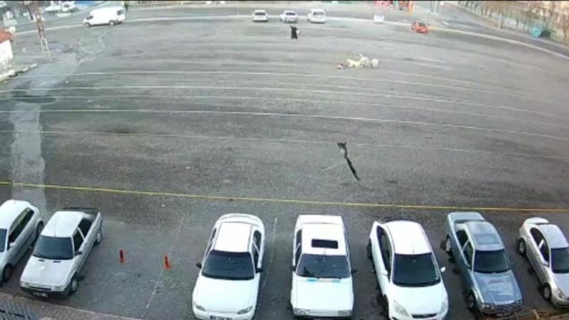 Kayseri'de başıboş 4 köpek, 9 yaşındaki çocuğa saldırdı