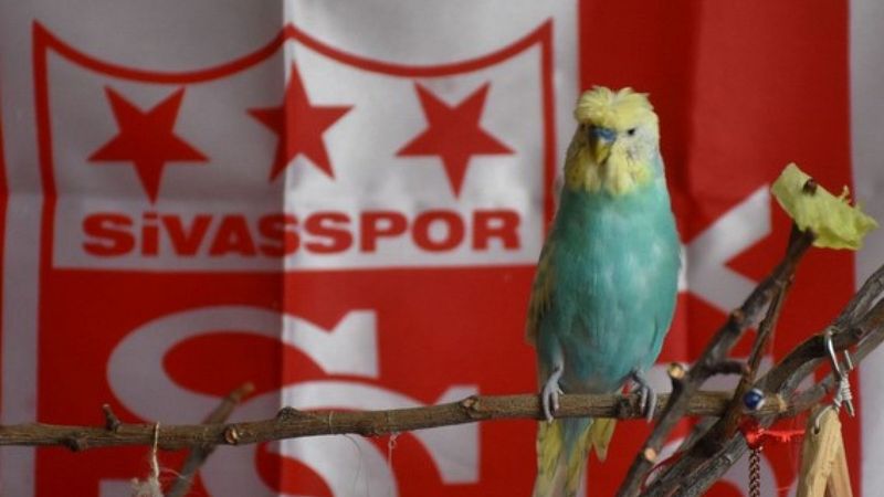 Yiğido adlı muhabbet kuşundan Muslera'ya 'geçmiş olsun' mesajı