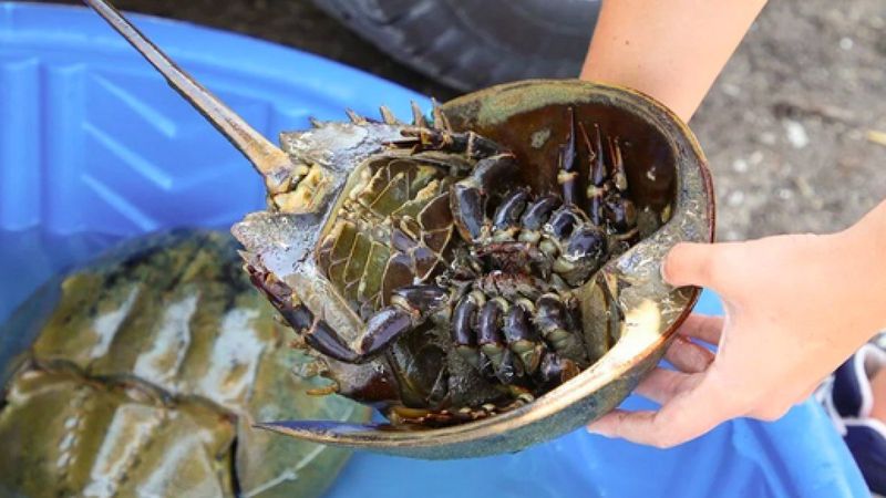 Korona aşılarında kullanılan at nalı yengeçlerinin nesli tükeniyor
