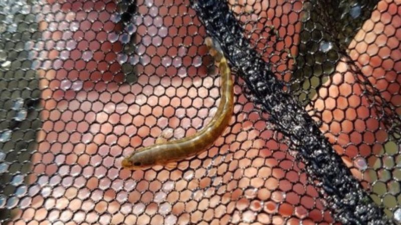 Yarım asırdır görülmeyen balık türü Batman’da ortaya çıktı