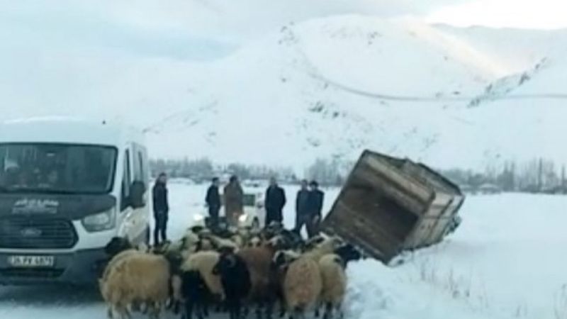 Yüksekova’da kara saplanan kamyonetten 50 koyun kurtarıldı