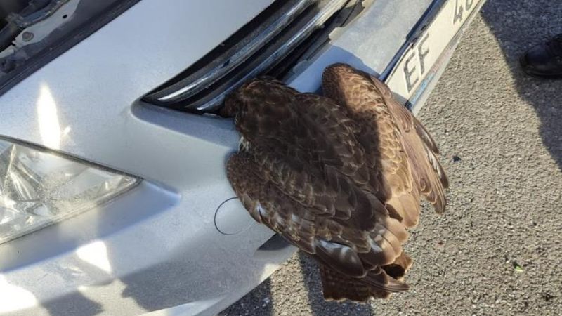 Ankara'da bir aracın panjuruna yabani şahin sıkıştı
